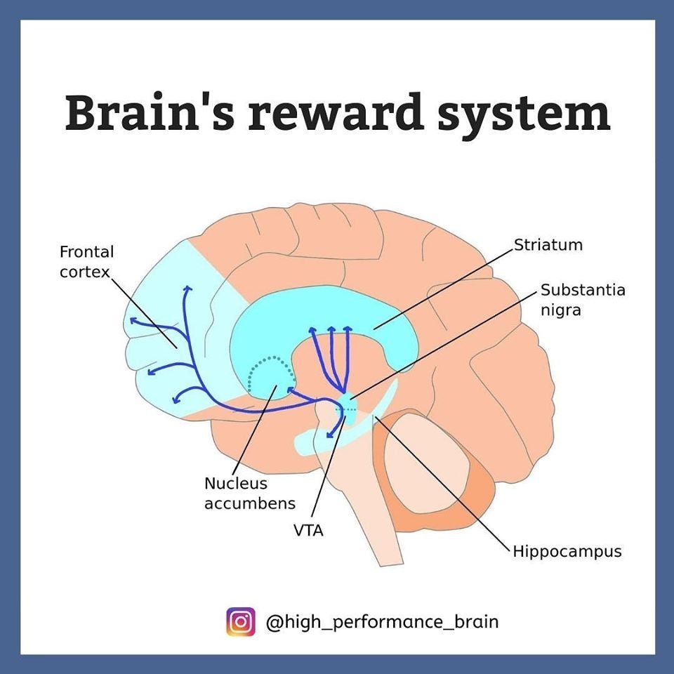 “Illustration of the brain highlighting the reward system affected by addiction and substance use.”