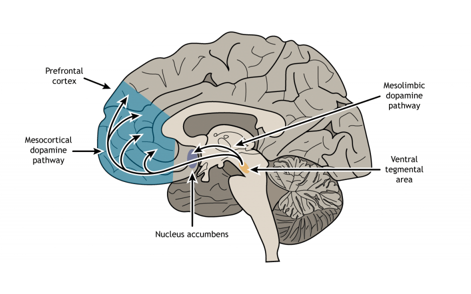 “Brain illustration emphasizing the prefrontal cortex and its role in impulse control and decision-making in addiction.”