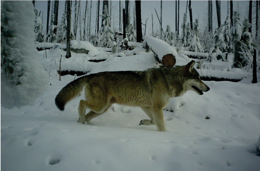 wp header logo 178.png