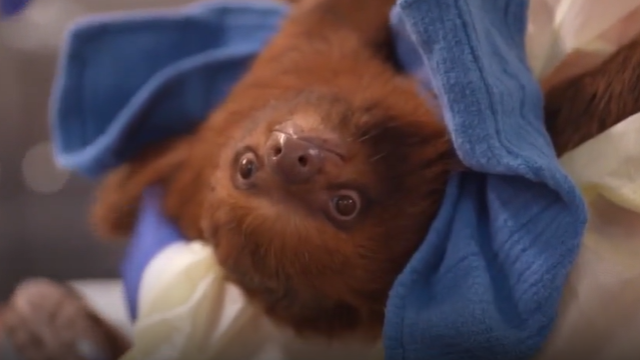 wp header logo 19.png