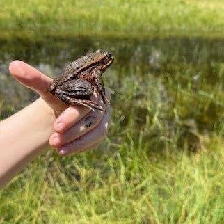 A frog perched on a person's fingers in a grassy wetland area near a pond behind them.