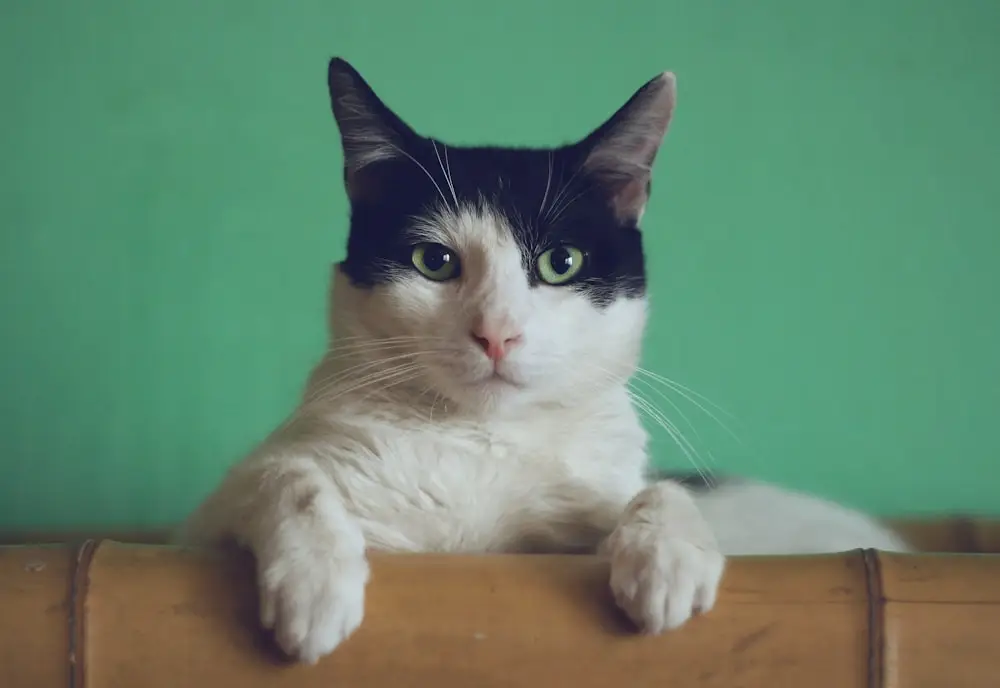 Black and white cat peering over a wooden railing with a green background behind it.
